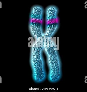 3D illustration showing x-chromosome and y-chromosome Stock Photo - Alamy