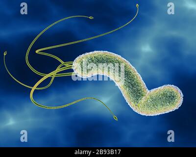 3D illustration showing microscopic view of a helicobacter pylori bacteria Stock Photo