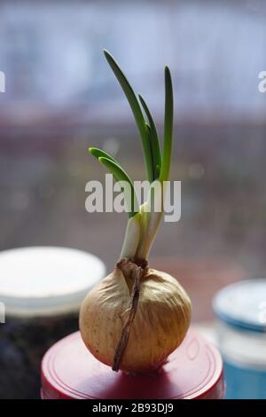 Old onion with green sprouts, vegetable bow on a glass jar with a lid, jars and window in blurred background Stock Photo