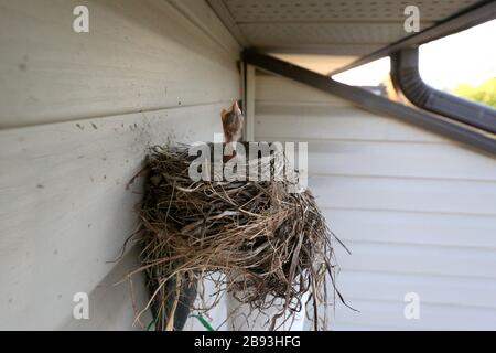 Baby Robin in nest above outdoor light Stock Photo