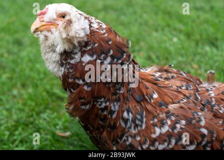 Close up of brown Russian Orloff chicken against green grass Stock Photo