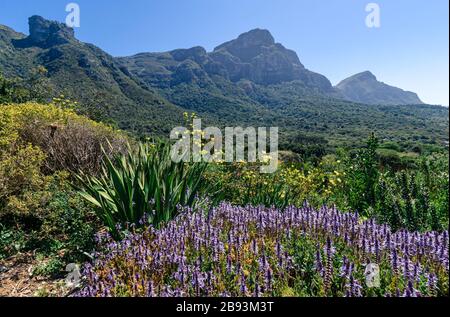Beautiful scenic view over Kirstenbosch botanical gardens towards devils peak table top mountain national park Cape Town South Africa Stock Photo