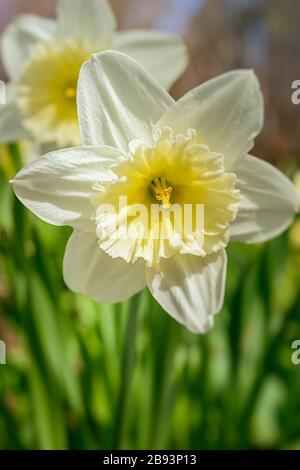Ice Follies daffodils blooming in the home garden. Stock Photo