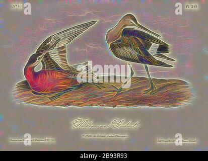 Hudsonian Godwit, Black-tailed Godwit (Limosa haemastica, Limosa hudsonica), Signed: J.J. Audubon, J.T. Bowen, lithograph, Pl. 349 (vol. 5), Audubon, John James (drawn), Bowen, J. T. (lith.), 1856, John James Audubon: The birds of America: from drawings made in the United States and their territories. New York: Audubon, 1856, Reimagined by Gibon, design of warm cheerful glowing of brightness and light rays radiance. Classic art reinvented with a modern twist. Photography inspired by futurism, embracing dynamic energy of modern technology, movement, speed and revolutionize culture. Stock Photo