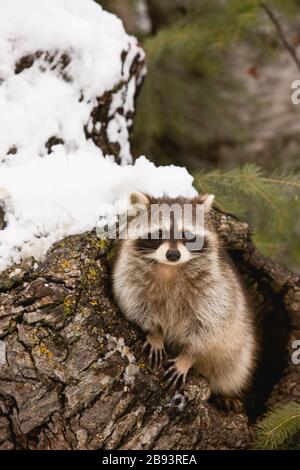 Racoon emerging from tree trunk Stock Photo