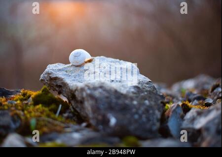 Common snail shell on a stone, sunset on background. Stock Photo