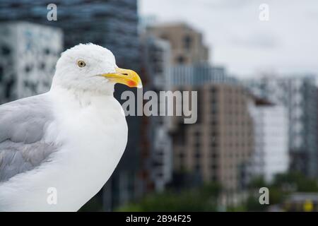 A seagull in front of the houses in Oslo Stock Photo