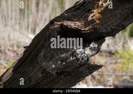 Close up of a tree trunk that was severely damaged during a forest fire. Stock Photo
