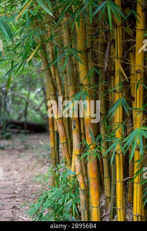 Bambu Stock Photo