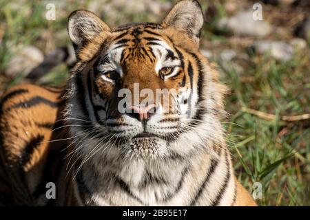 Siberian tiger lying in the grass at Triple D in Montana Stock Photo