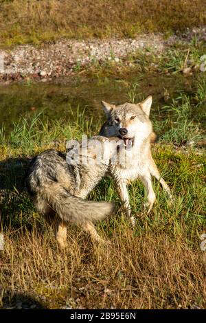 Young timber wolf playing with elder wolf at Triple D in Montana Stock Photo