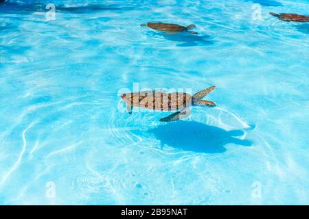 Sea turtles looking from the water in the reserve Stock Photo