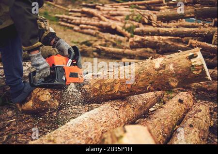 Chainsaw. Close-up of woodcutter sawing chain saw in motion, sawdust fly to sides. Concept bring down trees. Stock Photo