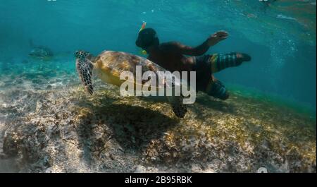 Snorkelling with sea turtles  as they are easily spotted in Gili Trawangan, sometimes very close to the beach. Stock Photo