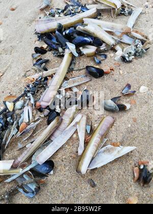 Shelfishes on the beach Stock Photo
