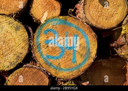 Heap of tree stems, one of them marked in blue with number 34 Stock Photo