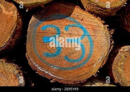 Heap of tree stems, one of them marked in blue with number 33 Stock Photo