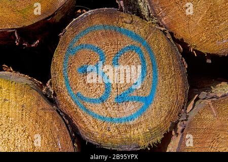 Heap of tree stems, one of them marked in blue with number 32 Stock Photo
