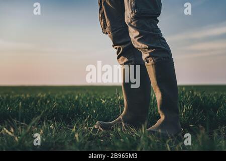 Farmer wearing rubber boots standing in wheatgrass field, selective focus Stock Photo