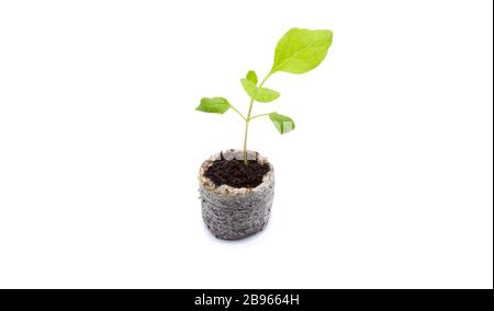 Young eggplant seedlings in a peat tablet isolated on a white background. Home growing eggplant seedlings in a coconut tablet indoors in early spring. Stock Photo