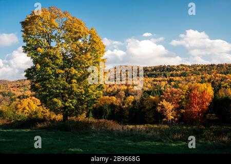 Peak autumn foliage in Vermont, Hemlock, sugar maple tree, yellow birch, Beech. Stock Photo