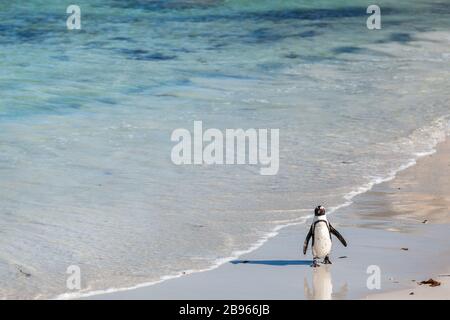 Penguin walking along the seashore on the Boulders beach. Stock Photo