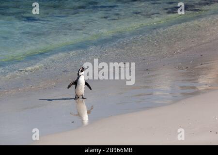 Penguin walking along the seashore on the Boulders beach. Stock Photo