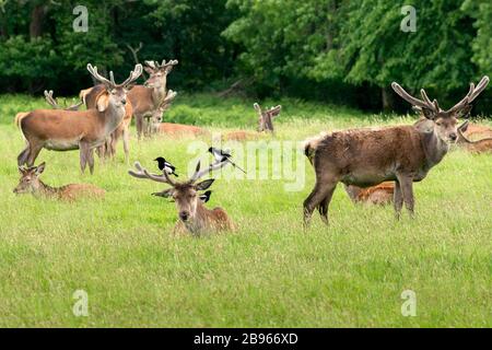 Herd of Red Deer stags or Cervus Elaphus with velvet antlers resting on meadow in early summer in Killarney National Park, County Kerry, Ireland Stock Photo