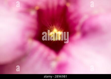 Abstract, artistic pink flower with bright, yellow, small star in the center, resembles a kaleidoscope. Stock Photo