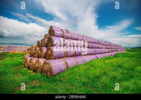 Round haybales during Harvest, Summer Landscape under Blue Sky. Stock Photo