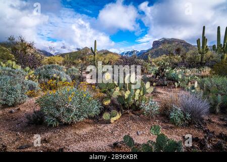 Saguaro Cactus in Arizona Desert Stock Photo