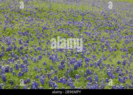 Large field of bluebonnets in bloom Stock Photo