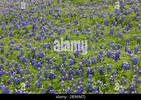 Field of bluebonnets in Texas Stock Photo