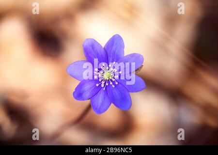 One blue beautiful early spring flower in natural growth conditions in the forest. Liver leaves, liver, Hepatica nobilis. Stock Photo