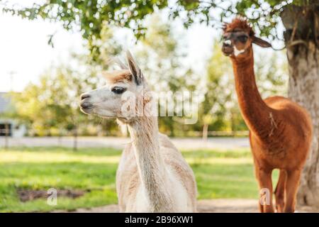 Cute alpaca with funny face relaxing on ranch in summer day. Domestic alpacas grazing on pasture in natural eco farm, countryside background. Animal care and ecological farming concept Stock Photo