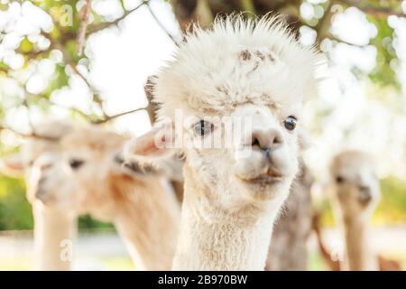 Cute alpaca with funny face relaxing on ranch in summer day. Domestic alpacas grazing on pasture in natural eco farm, countryside background. Animal care and ecological farming concept Stock Photo