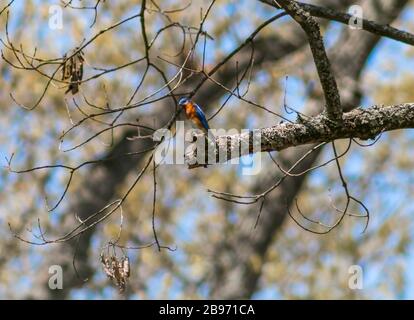 Bluebird sitting on a limb. Stock Photo