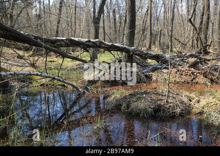 old dead tree on bog in spring forest Stock Photo