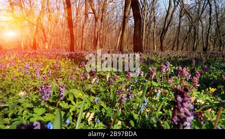 sunshine over flower meadow in spring forest Stock Photo