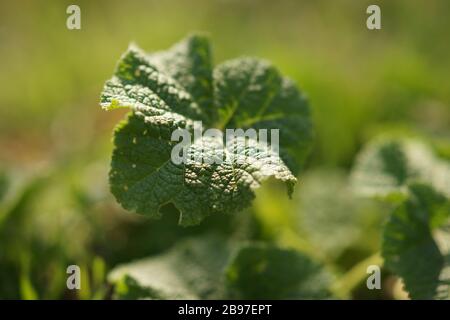 Fresh grass burdock growing in a spring garden, close-up, selective focus Stock Photo