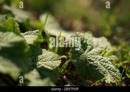 Fresh grass burdock growing in the spring garden, ladybug crawling on a green leaf, selective focus, side view Stock Photo