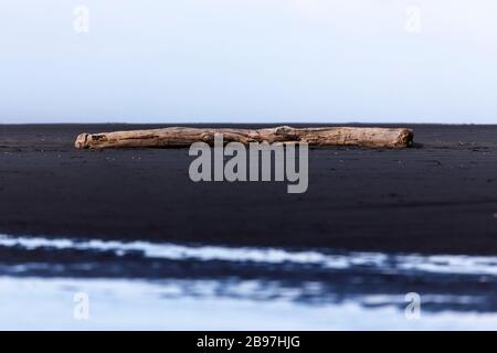 Driftwood resting on the black sands of Karekare Beach on Auckland's west coast, New Zealand Stock Photo