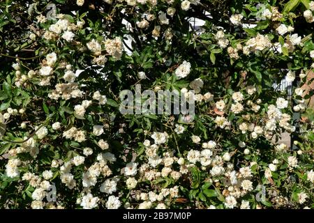 Hawaiian hibiscus, rose mallow, shoeblackplant Hibiscus rosa-sinensis is tropical small tree in Thailand use as ornamental flowering plant. China Rose Stock Photo