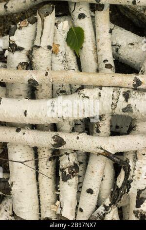 Birch logs and little leaf Stock Photo