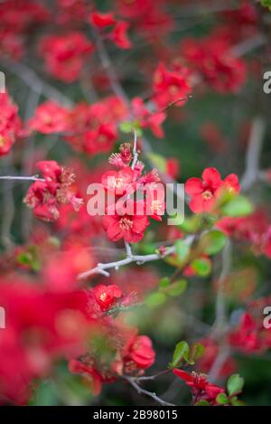 Wild Small Red Pink Flowers in the Royal Botanical Gardens at Kew, Richmond, London Stock Photo