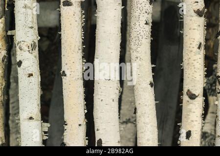 Closeup of birch sticks background texture Stock Photo