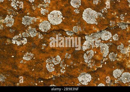 red moss stone background Stock Photo