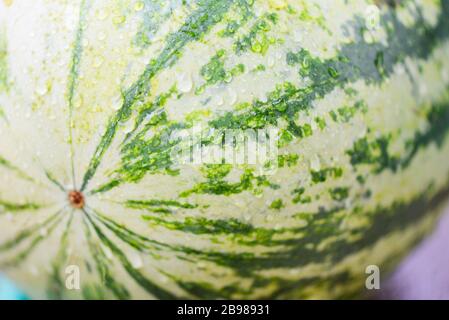 Fresh watermelon with drop of water nature background / Close up watermelon skin tropical summer fruit Stock Photo