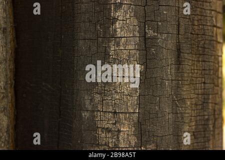 Cracked old wood background Stock Photo