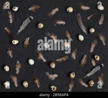 Easter festive pattern. Quail eggs and feathers on a black background. Minimal concept. Top view, flat lay. Stock Photo